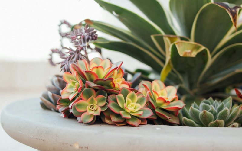 selective focus photography of green and brown succulents