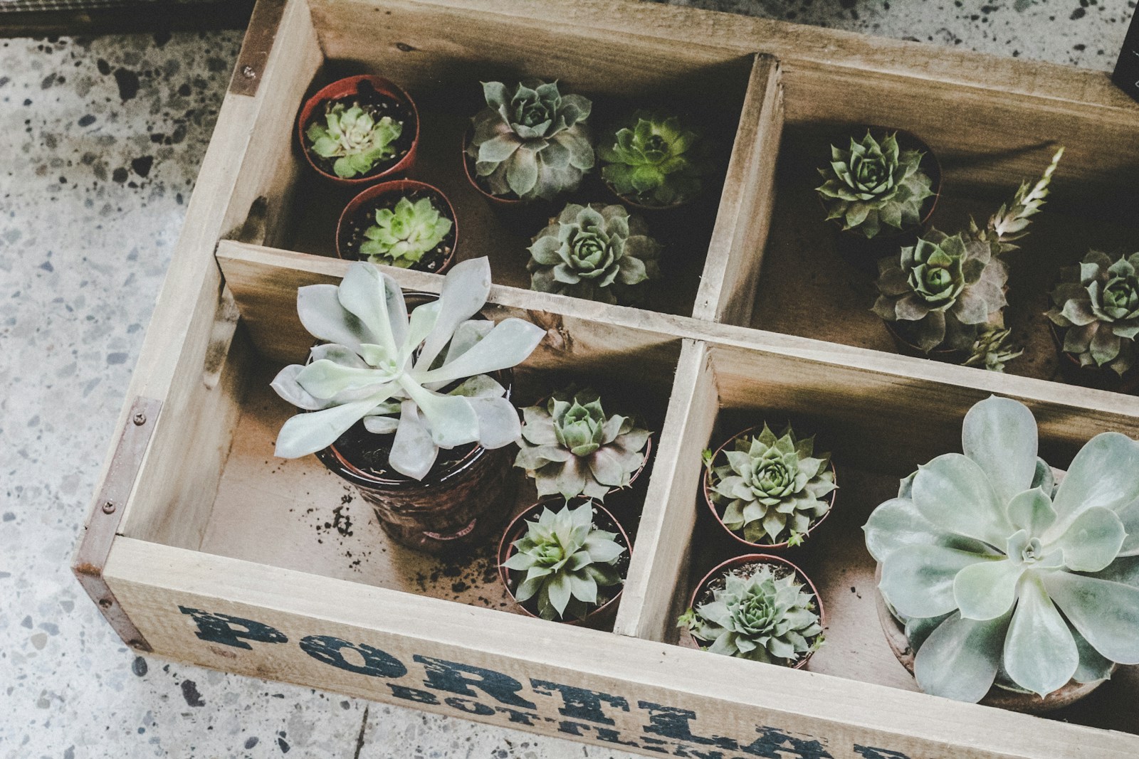 a group of plants in pots