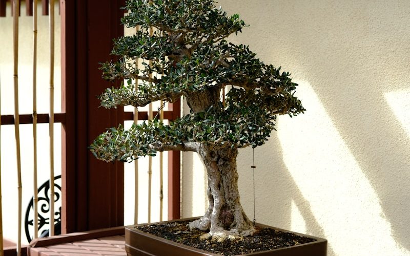 a bonsai tree sitting on top of a wooden table